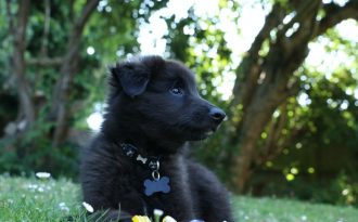 Des « chiens de thérapie » pour aider les étudiants à surmonter leur stress