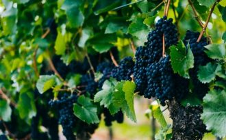 Les vignobles à l’ère du développement durable (2/2) : l’AOC Ventoux, 1ère AOC à lancer sa raison d’être