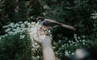 Les bienfaits de la nature sur la mémoire et la santé mentale ne font aucun doute.